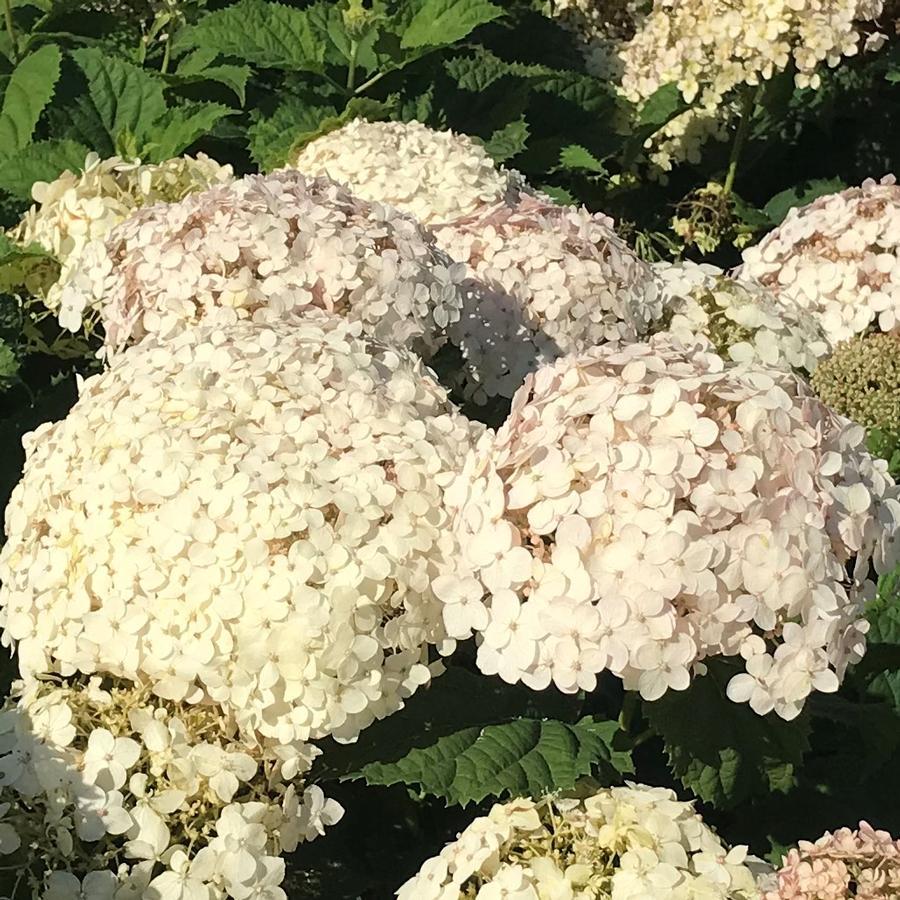 Hydrangea Arborescens Invincibelle Wee White - View 17 from www redcrocus com
