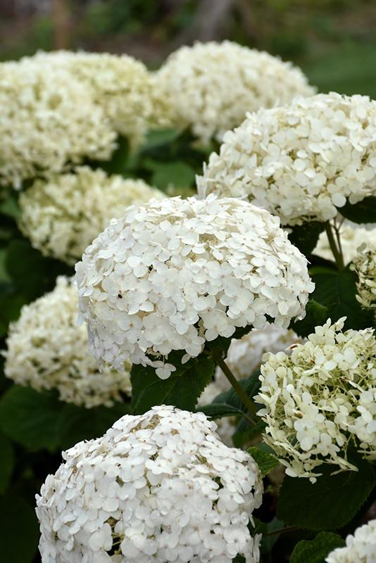 Hydrangea Arborescens Invincibelle Wee White - View 18 from www redcrocus com