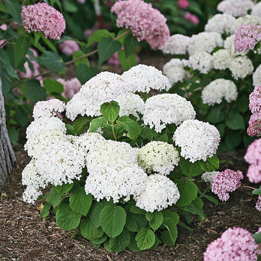 Hydrangea Arborescens Invincibelle Wee White - View 1 from www redcrocus com