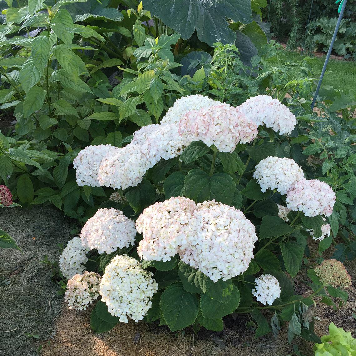 Hydrangea Arborescens Invincibelle Wee White - View 20 from www redcrocus com