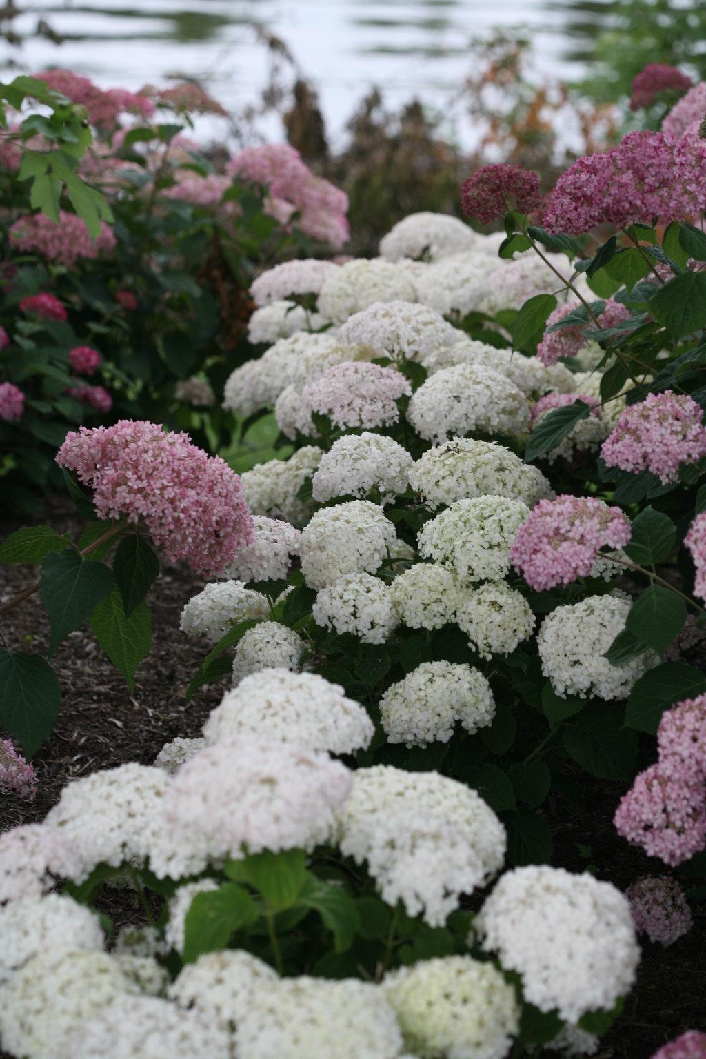 Hydrangea Arborescens Invincibelle Wee White - View 2 from www redcrocus com