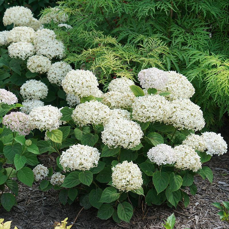 Hydrangea Arborescens Invincibelle Wee White - View 3 from www redcrocus com