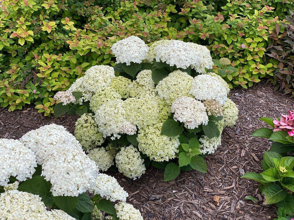 Hydrangea Arborescens Invincibelle Wee White - View 4 from www redcrocus com