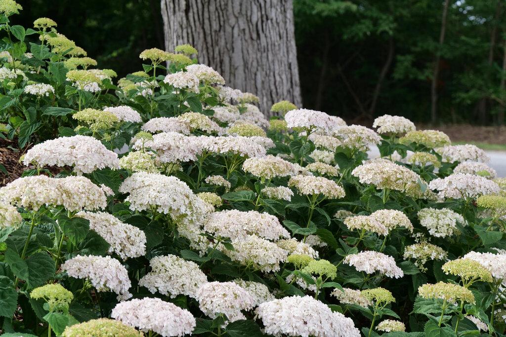 Hydrangea Arborescens Invincibelle Wee White - View 5 from www redcrocus com