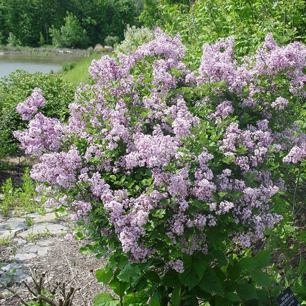 Syringa Meyeri Palibin - View 5 from www redcrocus com