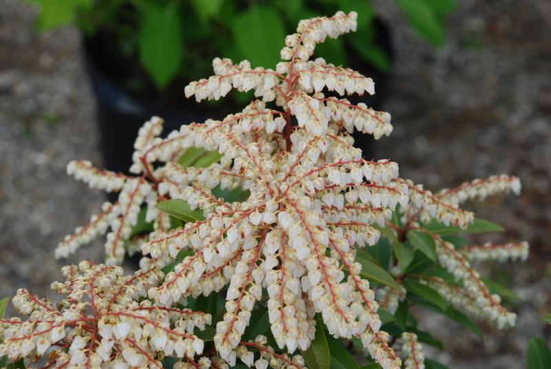 Pieris Floribunda Brouwer S Beauty - View 16 from www redcrocus com