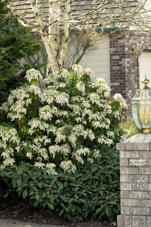 Pieris Floribunda Brouwer S Beauty - View 7 from www redcrocus com