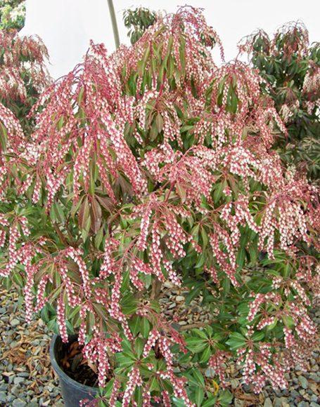 Pieris Japonica Dorothy Wycoff - View 10 from www redcrocus com