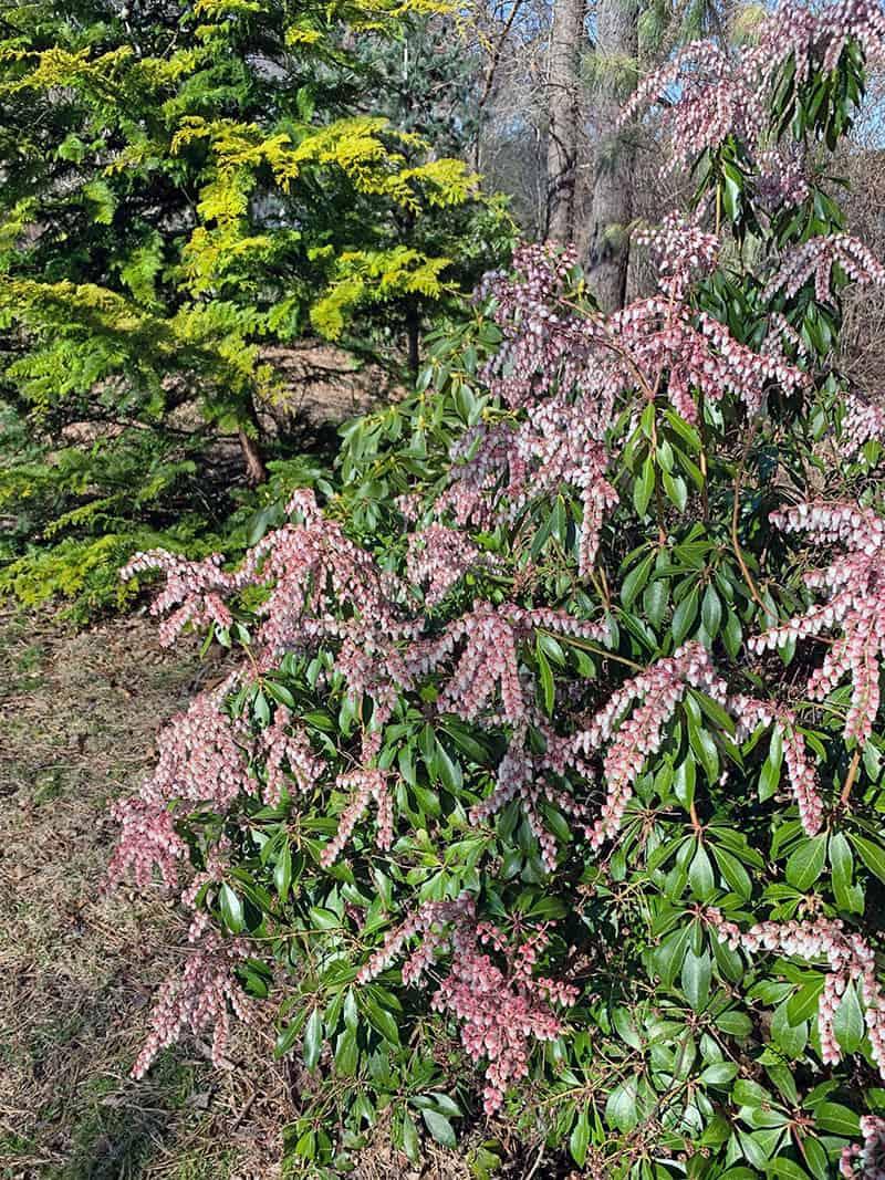 Pieris Japonica Dorothy Wycoff - View 15 from www redcrocus com