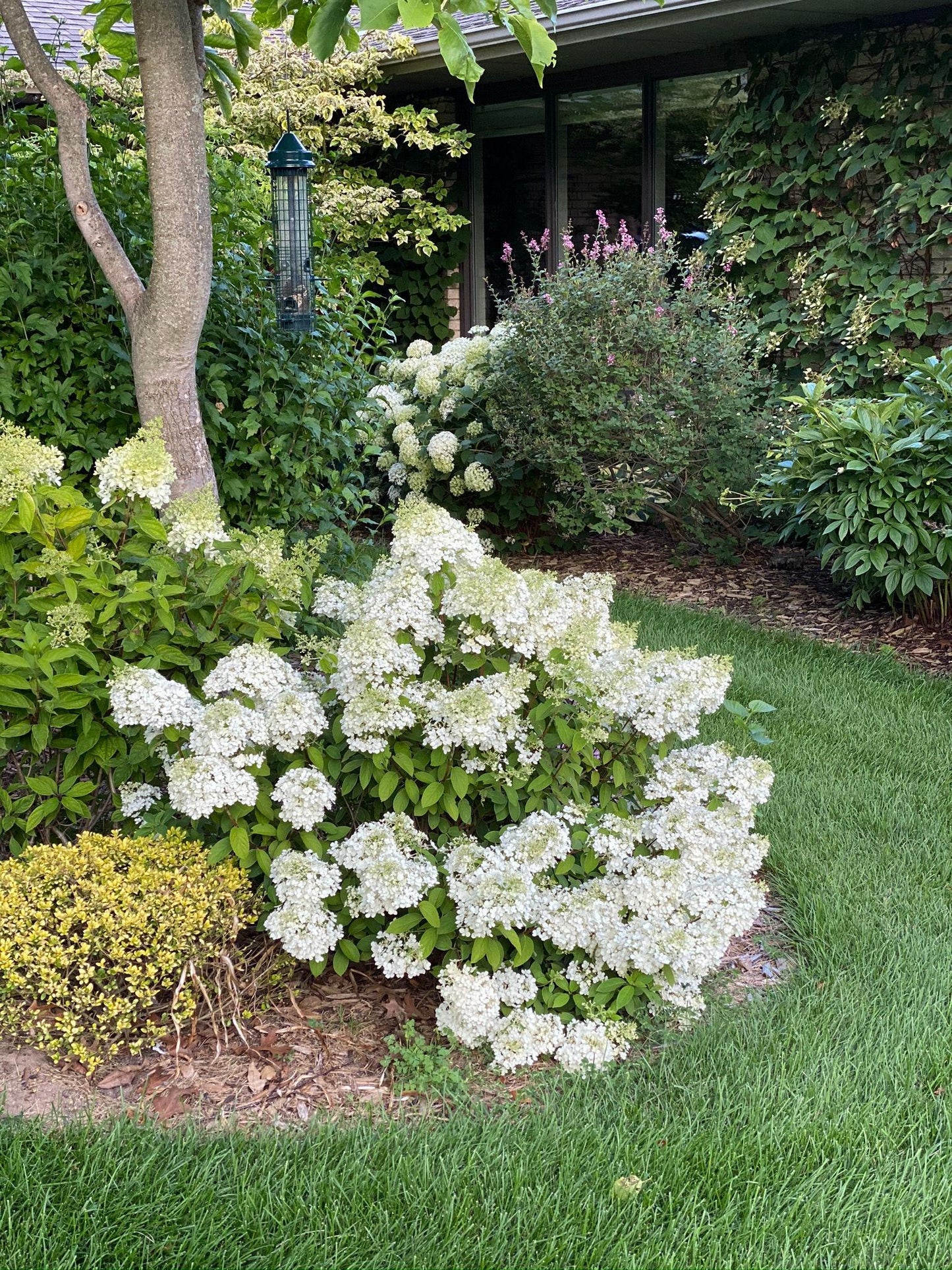 Hydrangea Paniculata Bobo - View 12 from www redcrocus com