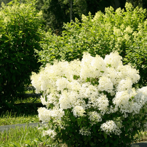 Hydrangea Paniculata Bobo - View 13 from www redcrocus com