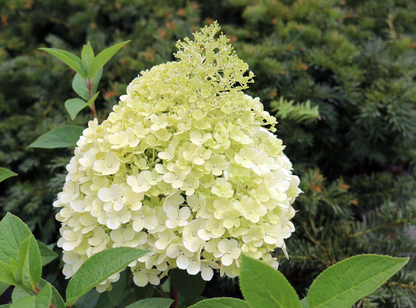 Hydrangea Paniculata Bobo - View 17 from www redcrocus com