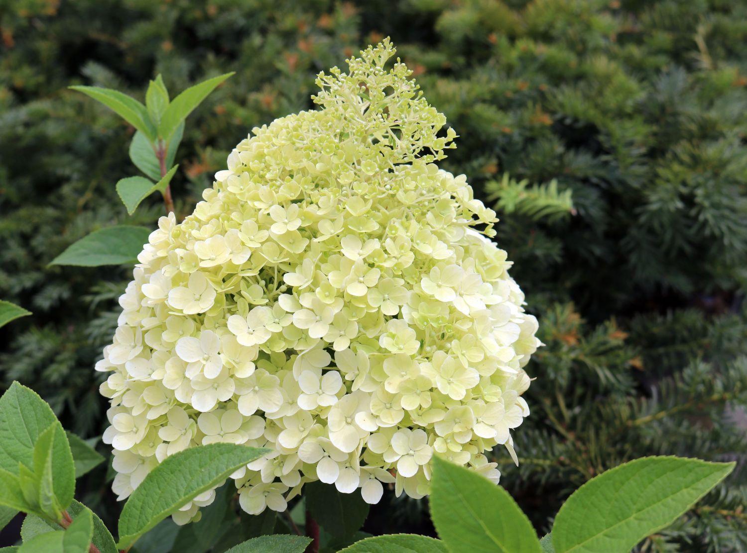 Hydrangea Paniculata Bobo - View 17 from www redcrocus com