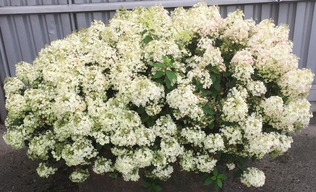 Hydrangea Paniculata Bobo - View 18 from www redcrocus com