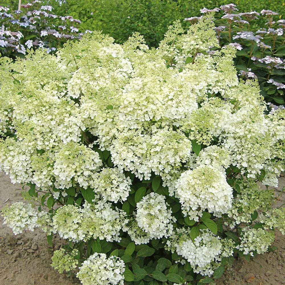 Hydrangea Paniculata Bobo - View 19 from www redcrocus com