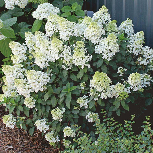 Hydrangea Paniculata Bobo - View 1 from www redcrocus com