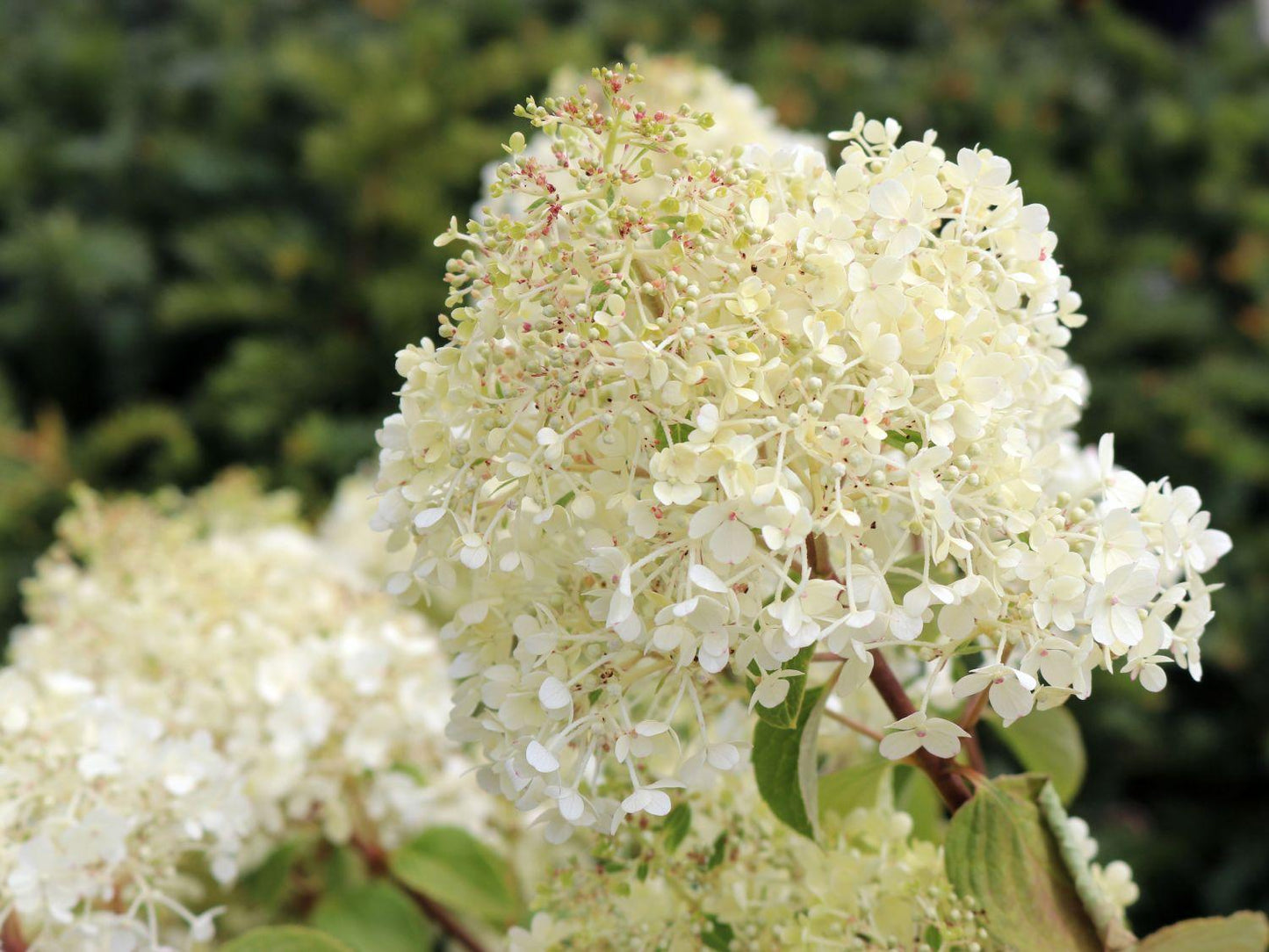 Hydrangea Paniculata Bobo - View 20 from www redcrocus com