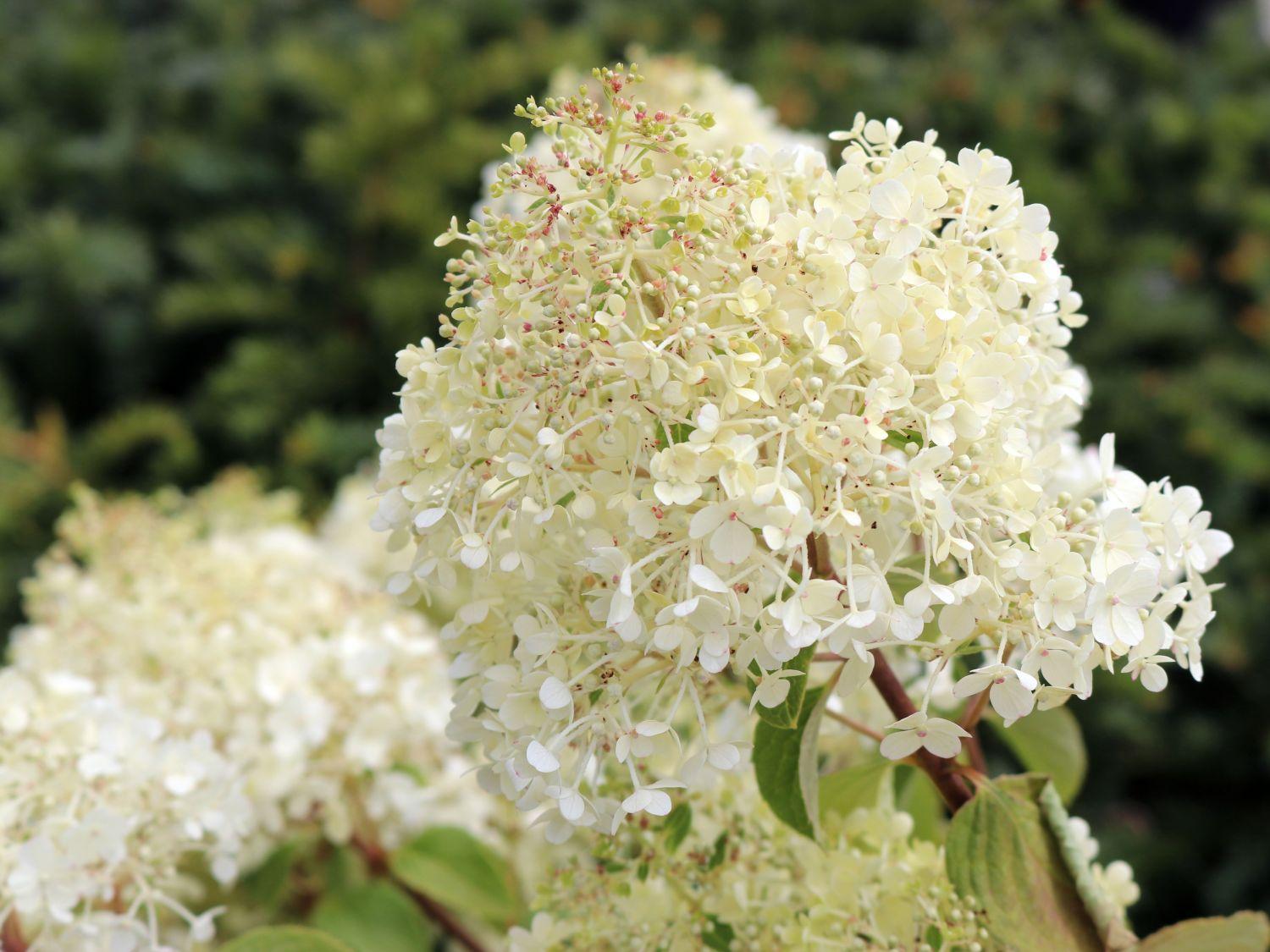 Hydrangea Paniculata Bobo - View 20 from www redcrocus com