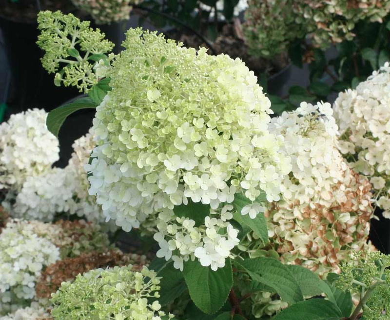 Hydrangea Paniculata Bobo - View 20 from www redcrocus com