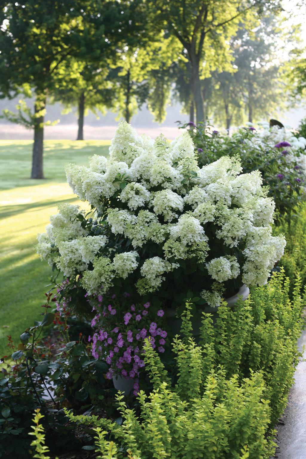 Hydrangea Paniculata Bobo - View 3 from www redcrocus com