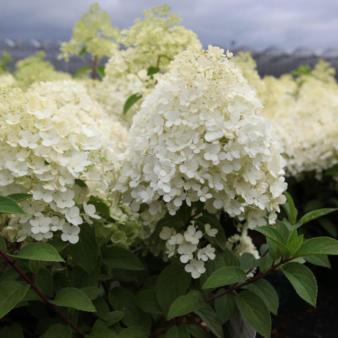 Hydrangea Paniculata Bobo - View 5 from www redcrocus com