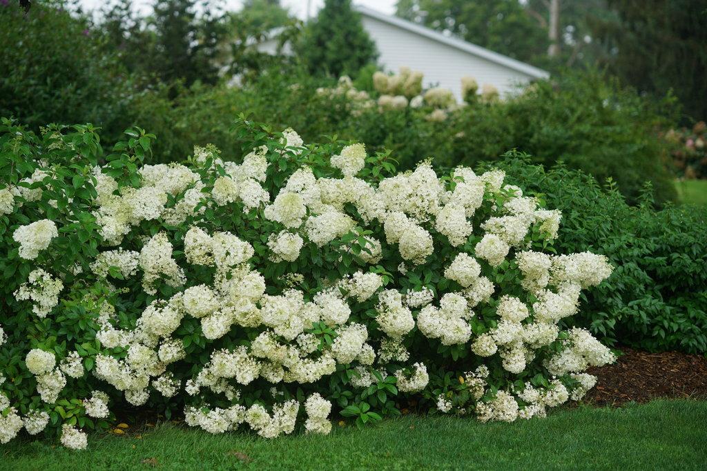Hydrangea Paniculata Bobo - View 7 from www redcrocus com