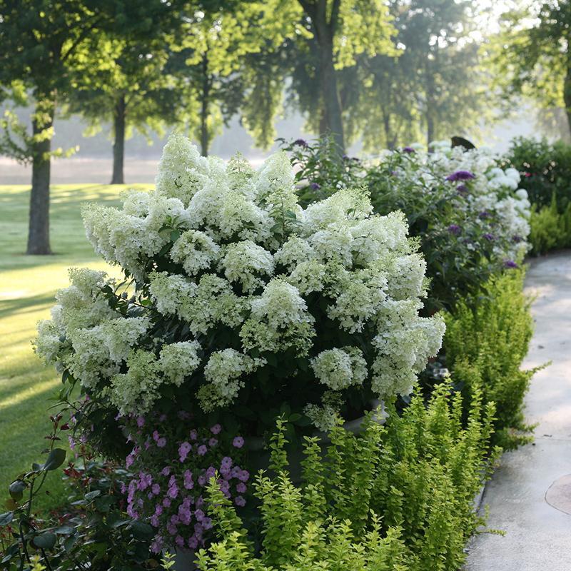 Hydrangea Paniculata Bobo - View 9 from www redcrocus com