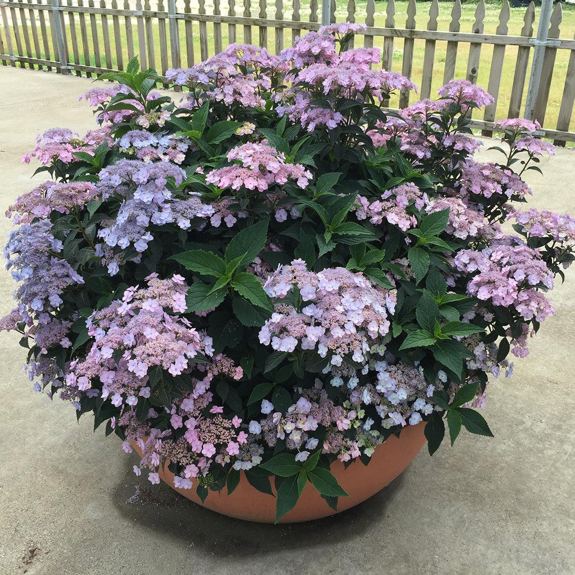 Hydrangea Serrata 'tuff Stuff' - View 10 from www redcrocus com