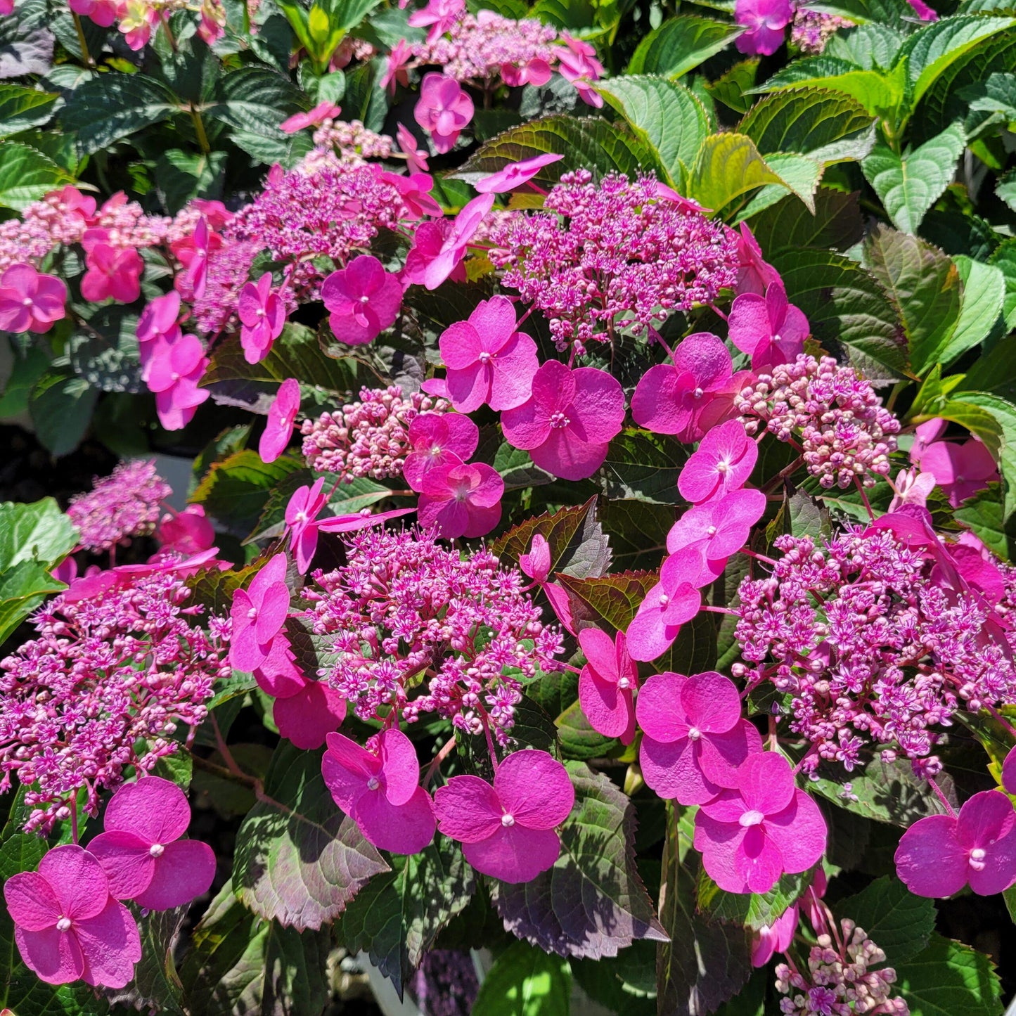 Hydrangea Serrata 'tuff Stuff' - View 12 from www redcrocus com