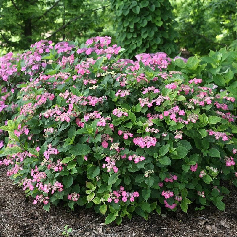 Hydrangea Serrata 'tuff Stuff' - View 14 from www redcrocus com