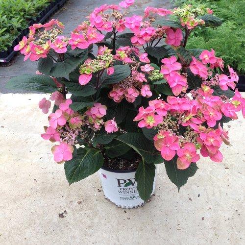 Hydrangea Serrata 'tuff Stuff' - View 15 from www redcrocus com