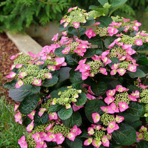 Hydrangea Serrata 'tuff Stuff' - View 16 from www redcrocus com