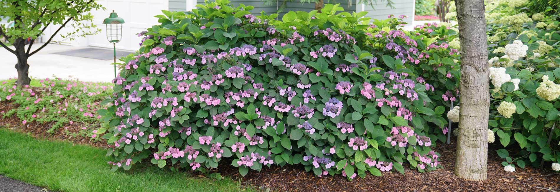 Hydrangea Serrata 'tuff Stuff' - View 18 from www redcrocus com