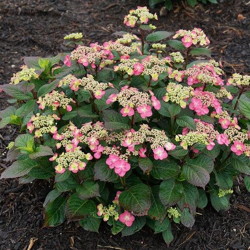 Hydrangea Serrata 'tuff Stuff' - View 21 from www redcrocus com