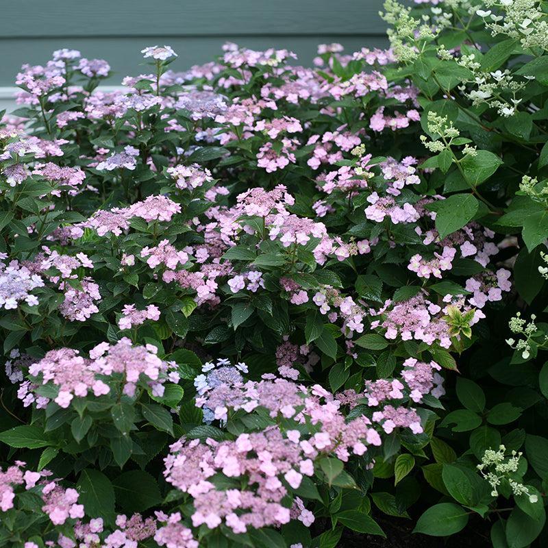 Hydrangea Serrata 'tuff Stuff' - View 22 from www redcrocus com