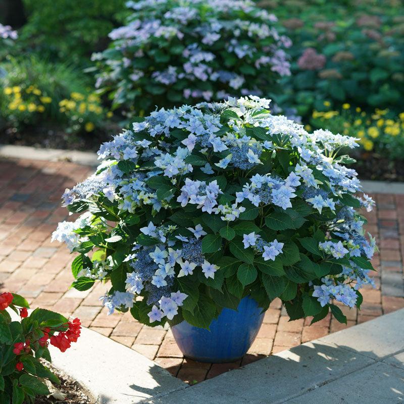 Hydrangea Serrata 'tuff Stuff' - View 24 from www redcrocus com