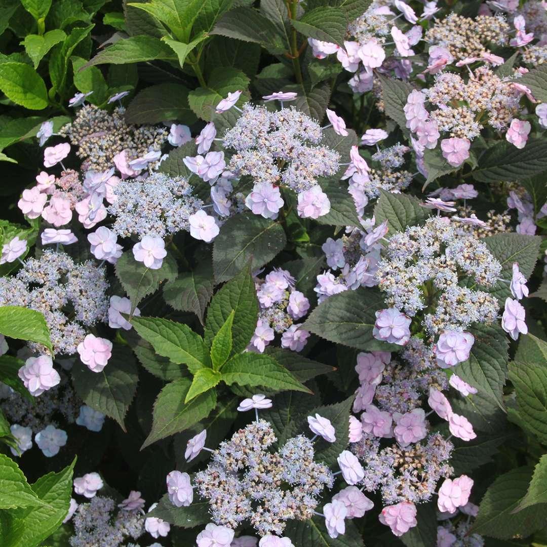 Hydrangea Serrata 'tuff Stuff' - View 26 from www redcrocus com