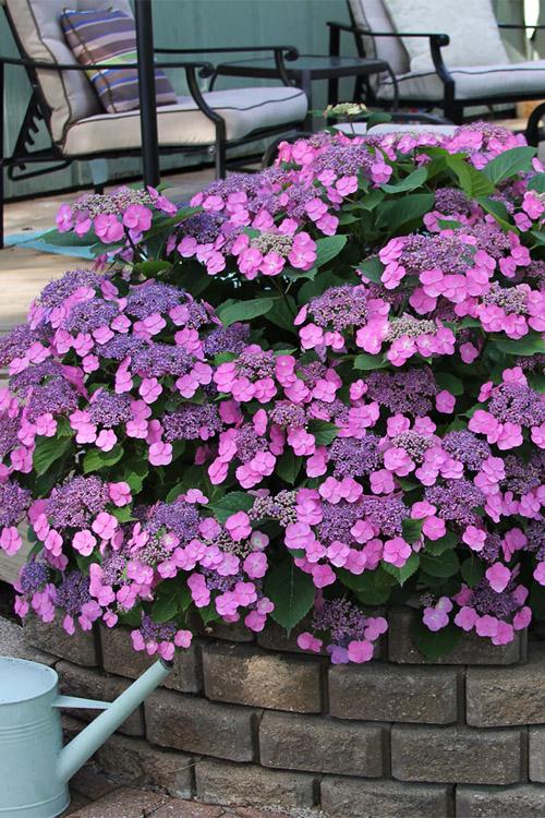 Hydrangea Serrata 'tuff Stuff' - View 28 from www redcrocus com