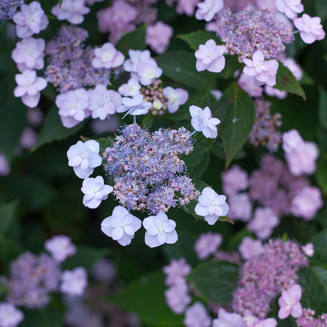 Hydrangea Serrata 'tuff Stuff' - View 29 from www redcrocus com