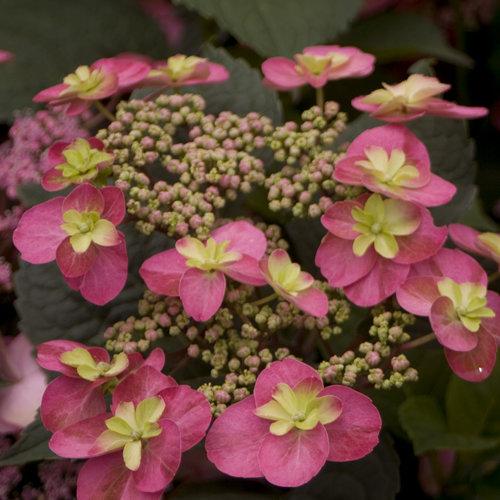 Hydrangea Serrata 'tuff Stuff' - View 2 from www redcrocus com