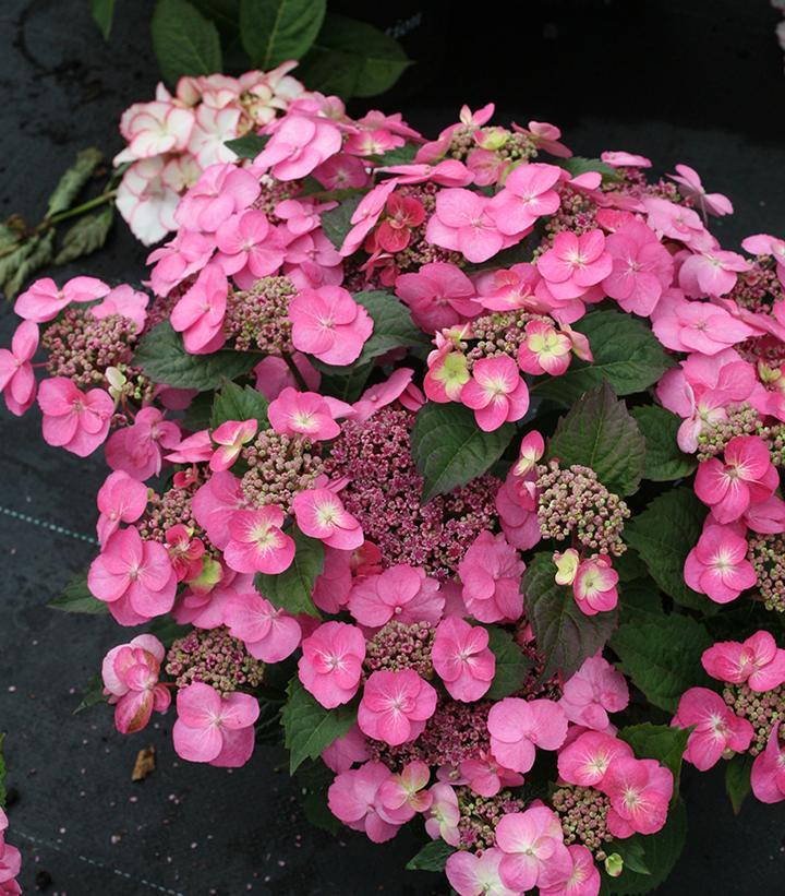 Hydrangea Serrata 'tuff Stuff' - View 30 from www redcrocus com