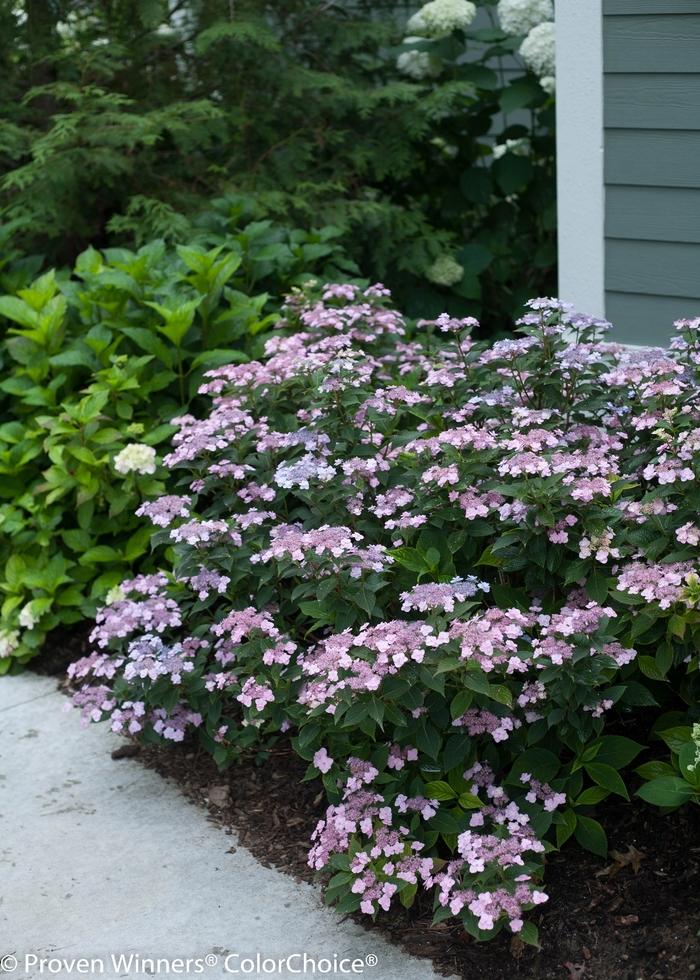 Hydrangea Serrata 'tuff Stuff' - View 31 from www redcrocus com