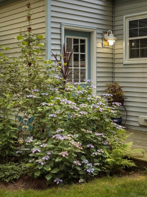 Hydrangea Serrata 'tuff Stuff' - View 33 from www redcrocus com