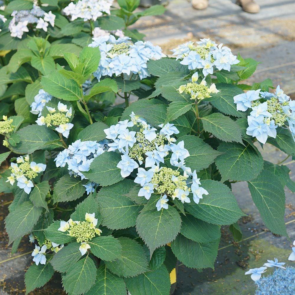 Hydrangea Serrata 'tuff Stuff' - View 35 from www redcrocus com