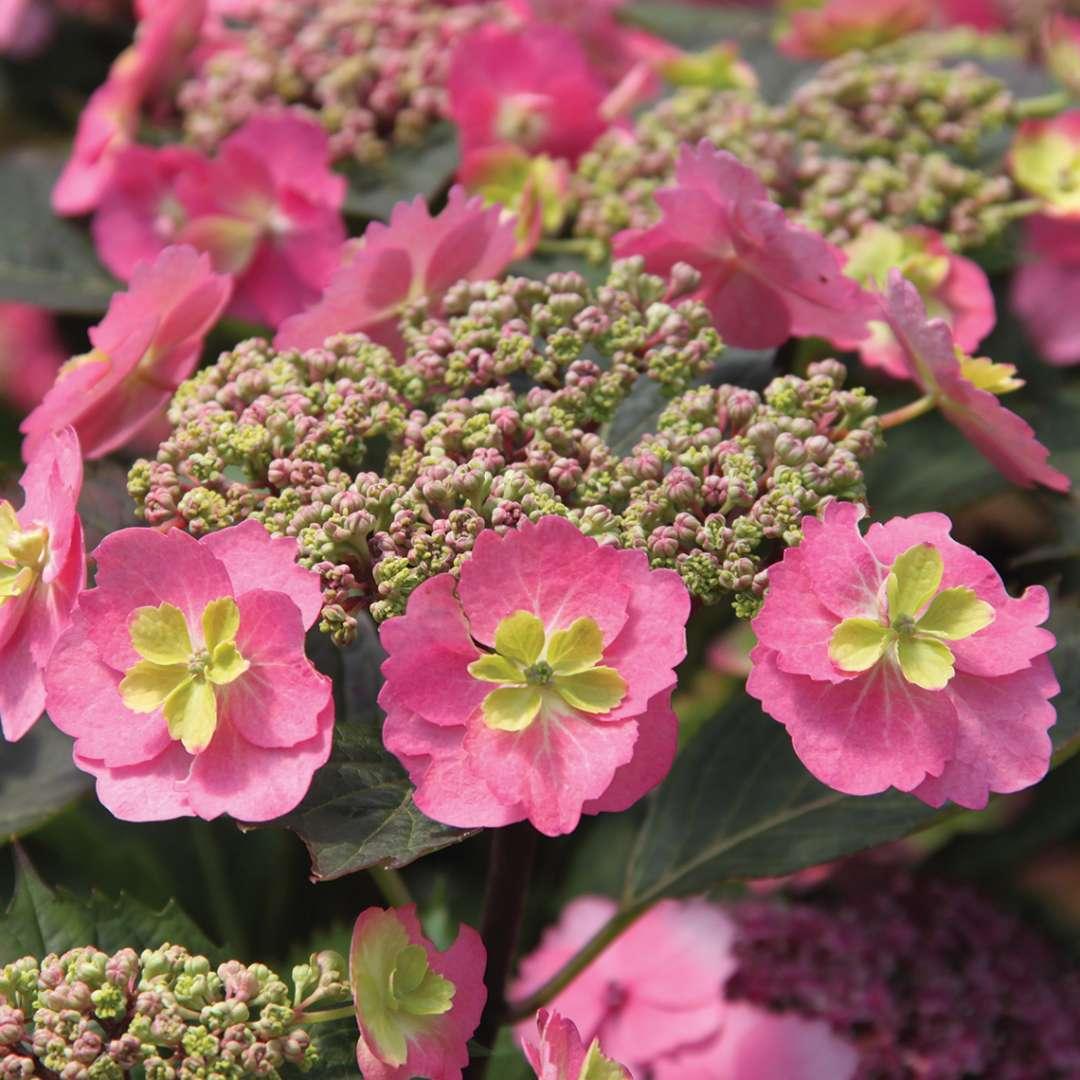 Hydrangea Serrata 'tuff Stuff' - View 37 from www redcrocus com