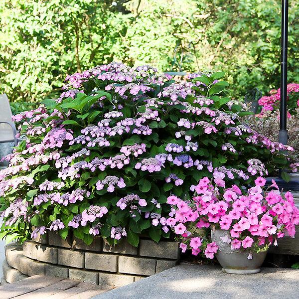 Hydrangea Serrata 'tuff Stuff' - View 38 from www redcrocus com