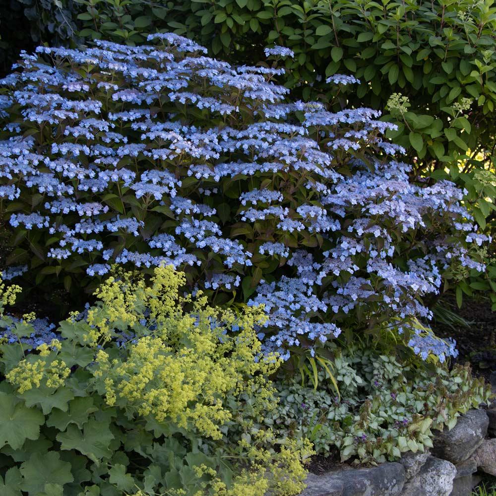 Hydrangea Serrata 'tuff Stuff' - View 39 from www redcrocus com