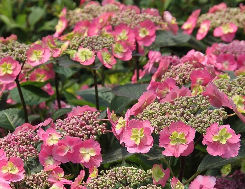 Hydrangea Serrata 'tuff Stuff' - View 4 from www redcrocus com