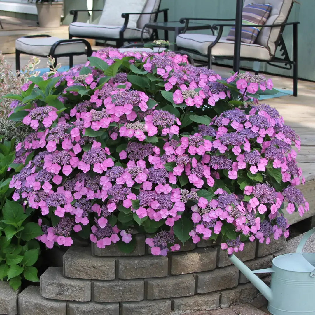 Hydrangea Serrata 'tuff Stuff' - View 5 from www redcrocus com