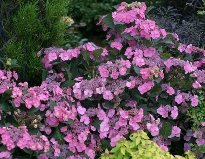 Hydrangea Serrata 'tuff Stuff' - View 6 from www redcrocus com